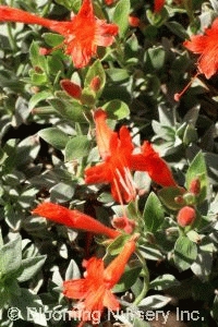 Zauschneria septentrionalis 'Select Mattole'